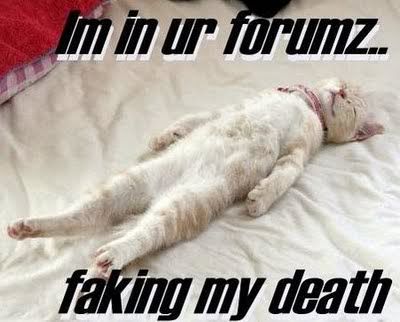 Dead Kitty Cat
