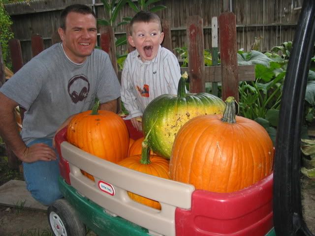 pumpkin harvest 2009