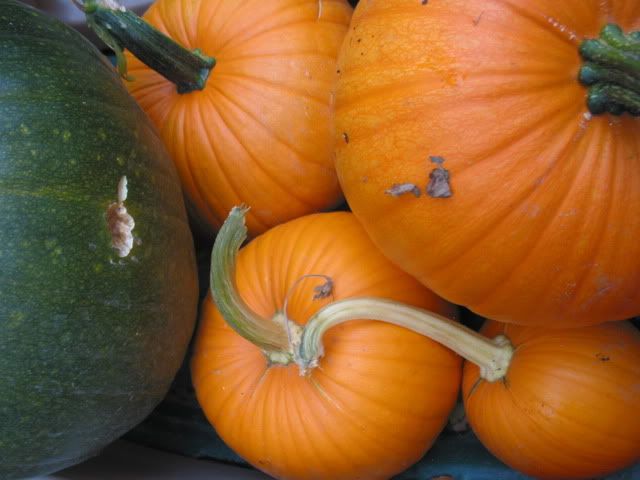 pumpkin harvest 2009