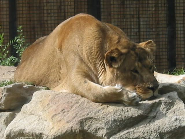 zoo 2009