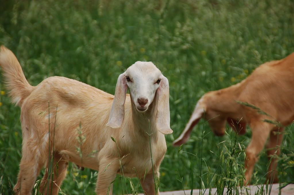 What a GREAT day!! - Goats