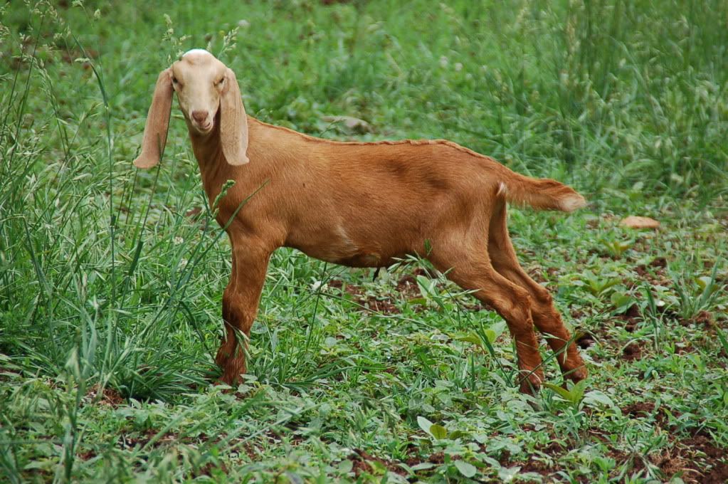 What a GREAT day!! - Goats