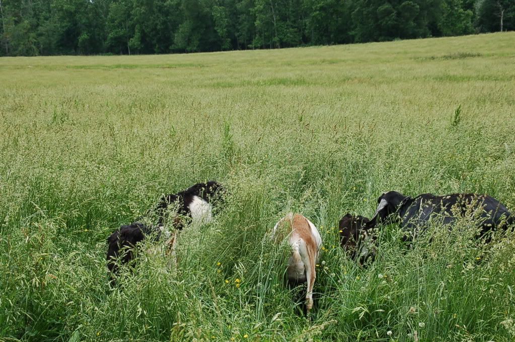 What a GREAT day!! - Goats