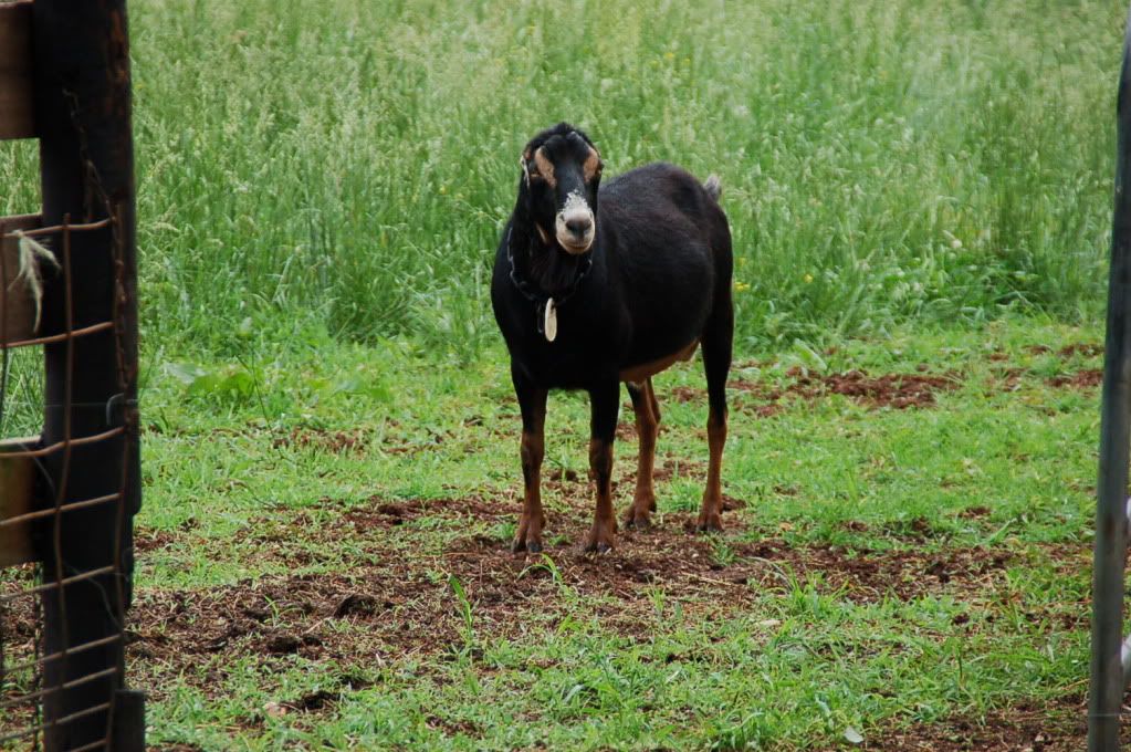 What a GREAT day!! - Goats