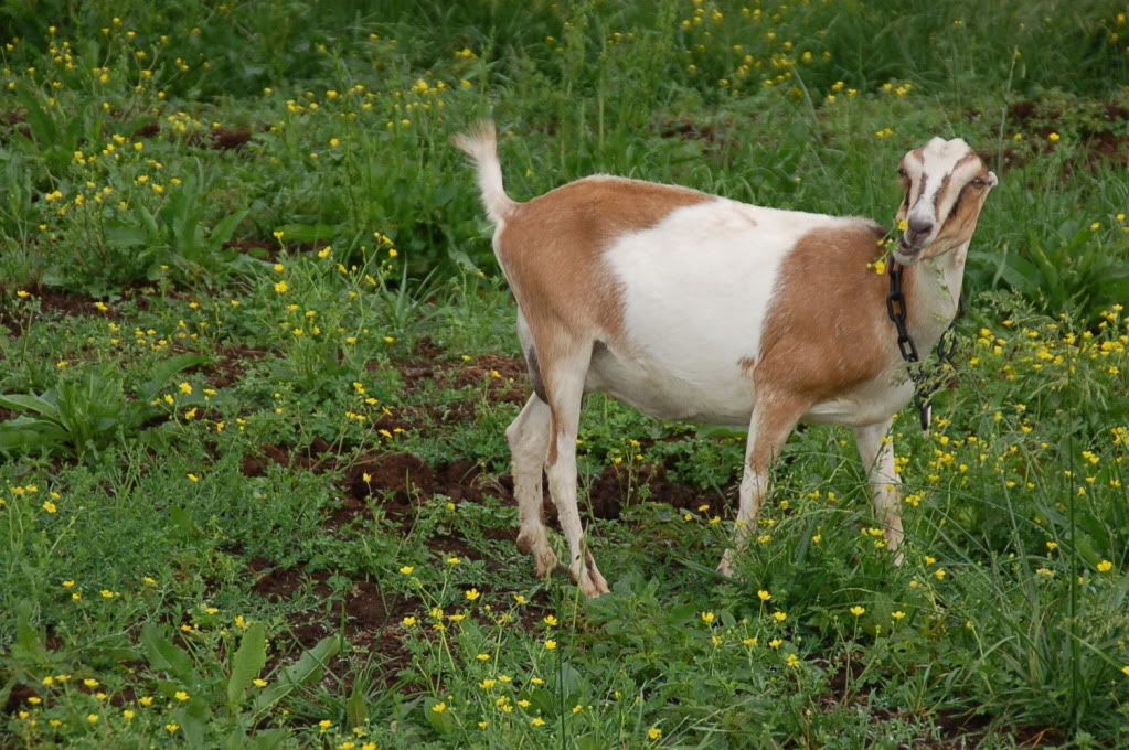 What a GREAT day!! - Goats