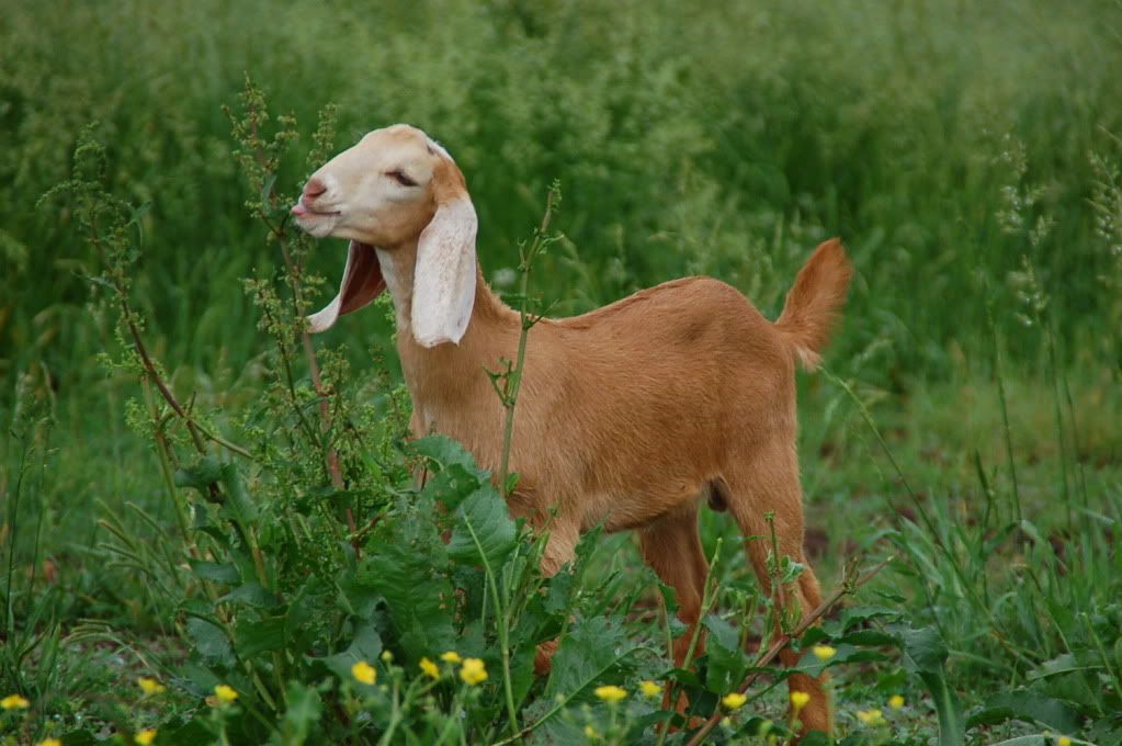 What a GREAT day!! - Goats