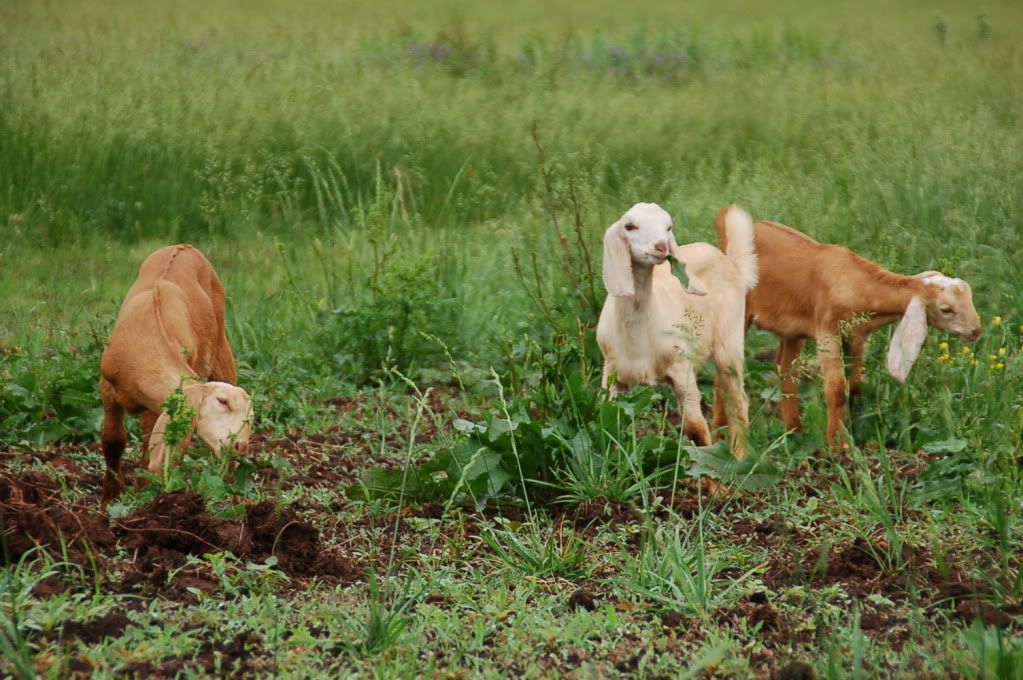 What a GREAT day!! - Goats