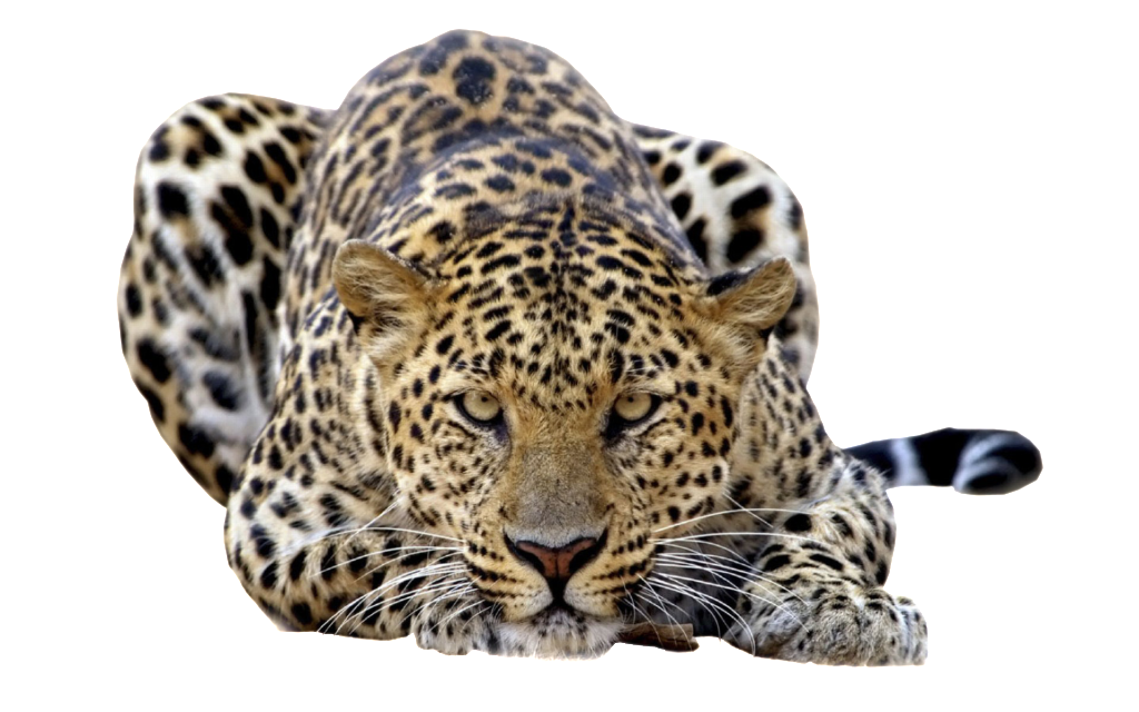 Leopard.png