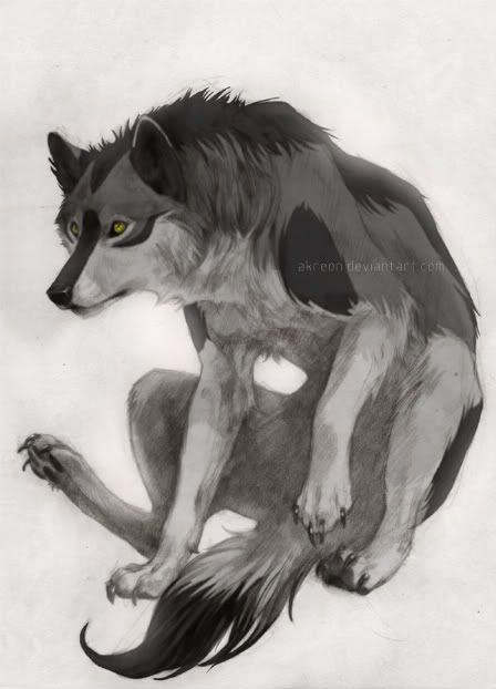 Wolf