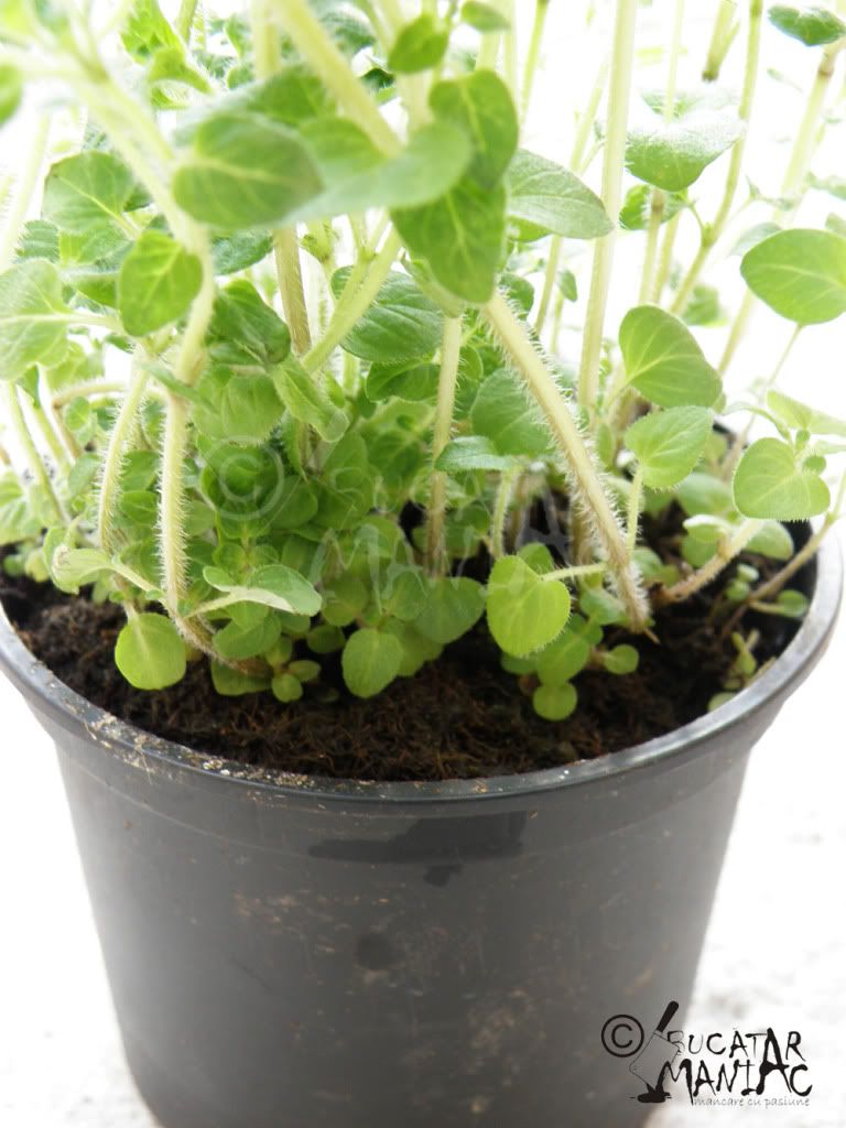 oregano,condimente,reteta oregano,condimente in ghiveci,mirodenii,plante aromatice