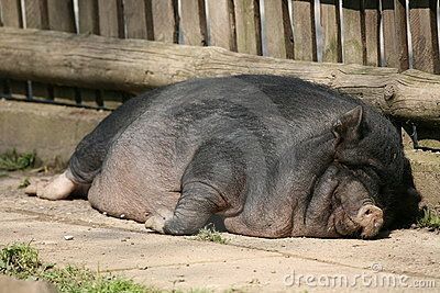 lazy-pig-1426866_zpsnrnhse1c.jpg