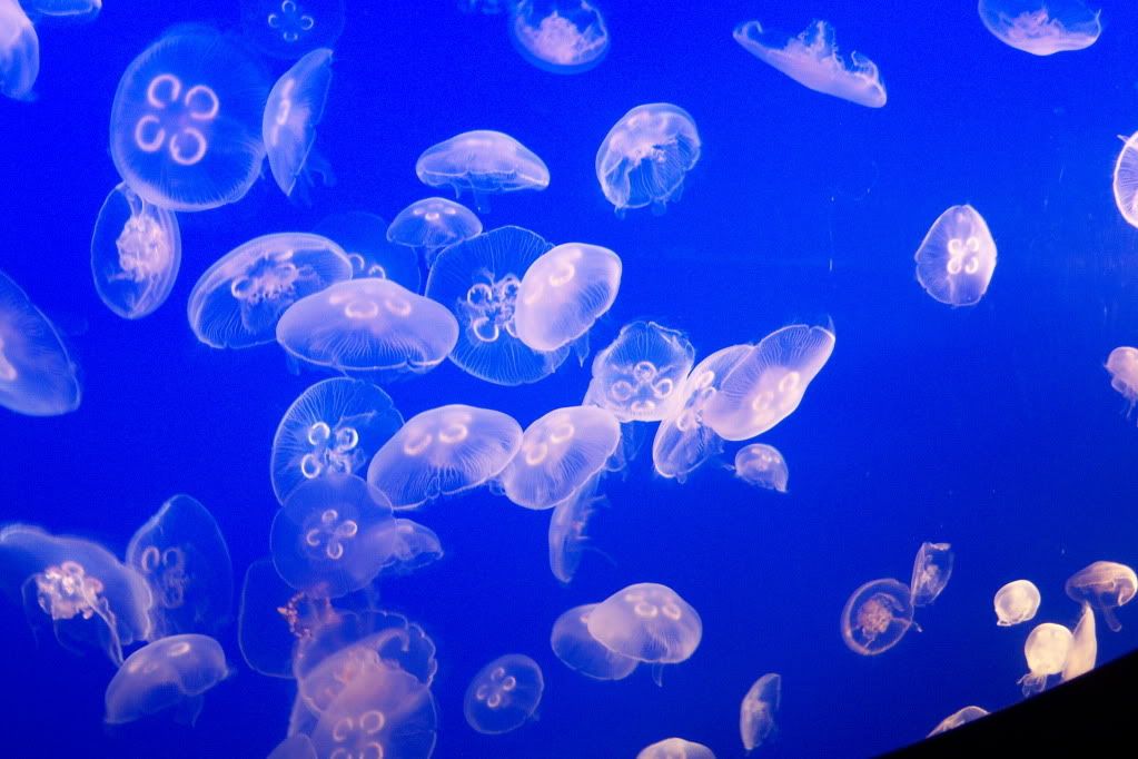 Moon jellies