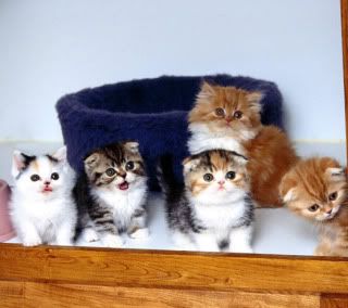 super_cute_kittens-1.jpg