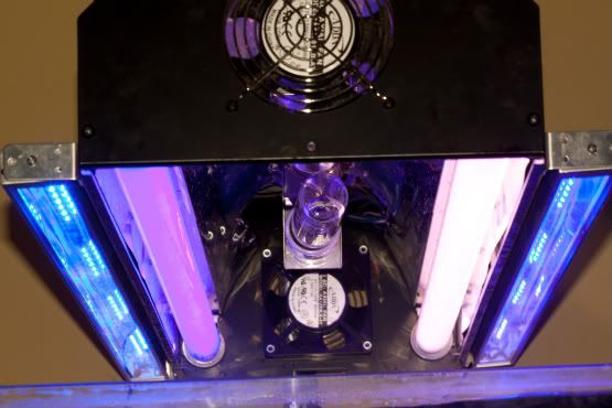 tag reef brite led