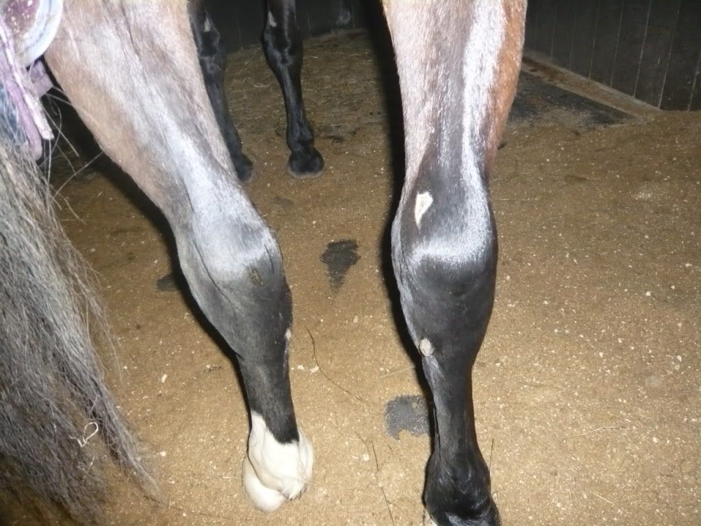 Swollen+Hock Thread: Swollen hock - not really Comp Riders but also in Vets