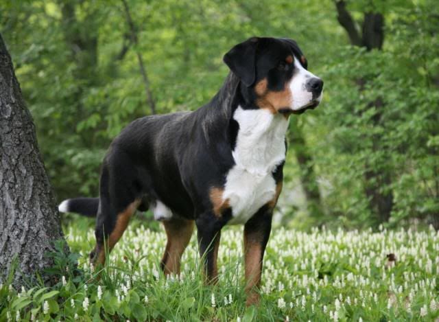 GreaterSwissMountainDog.jpg