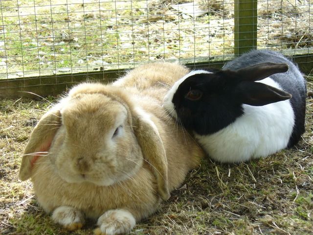 MoreRabbitsxx009.jpg